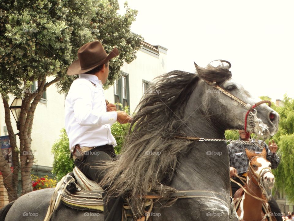 Majestic Horses