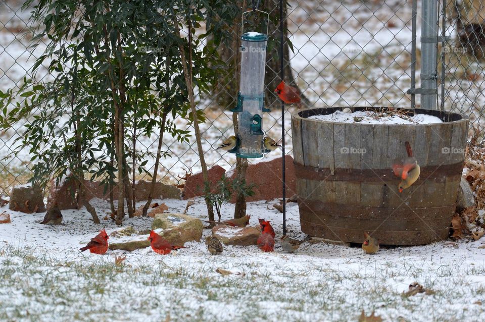 It's 12 degrees and snowing. Can you say Brrrrrrrrrrrrds?!