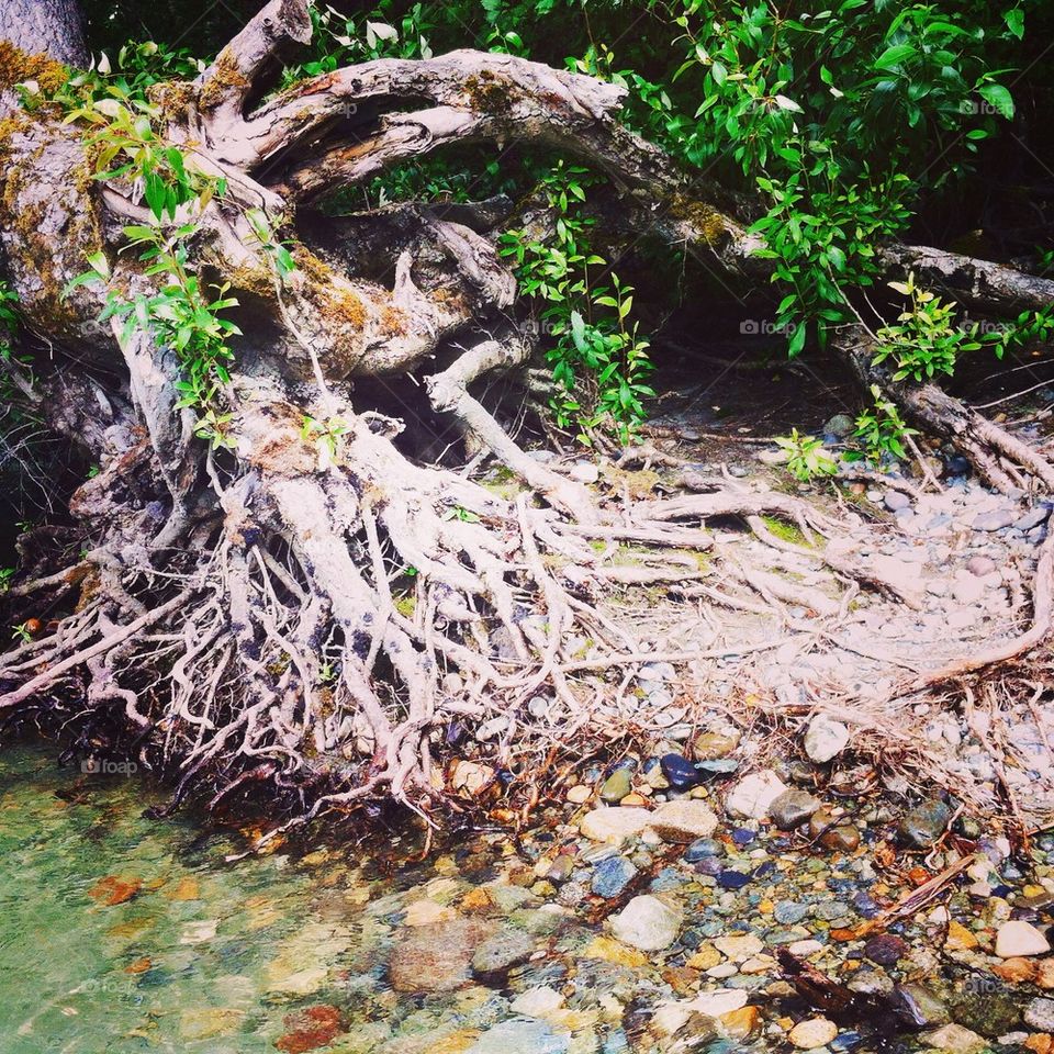 Tree roots, rocks and river