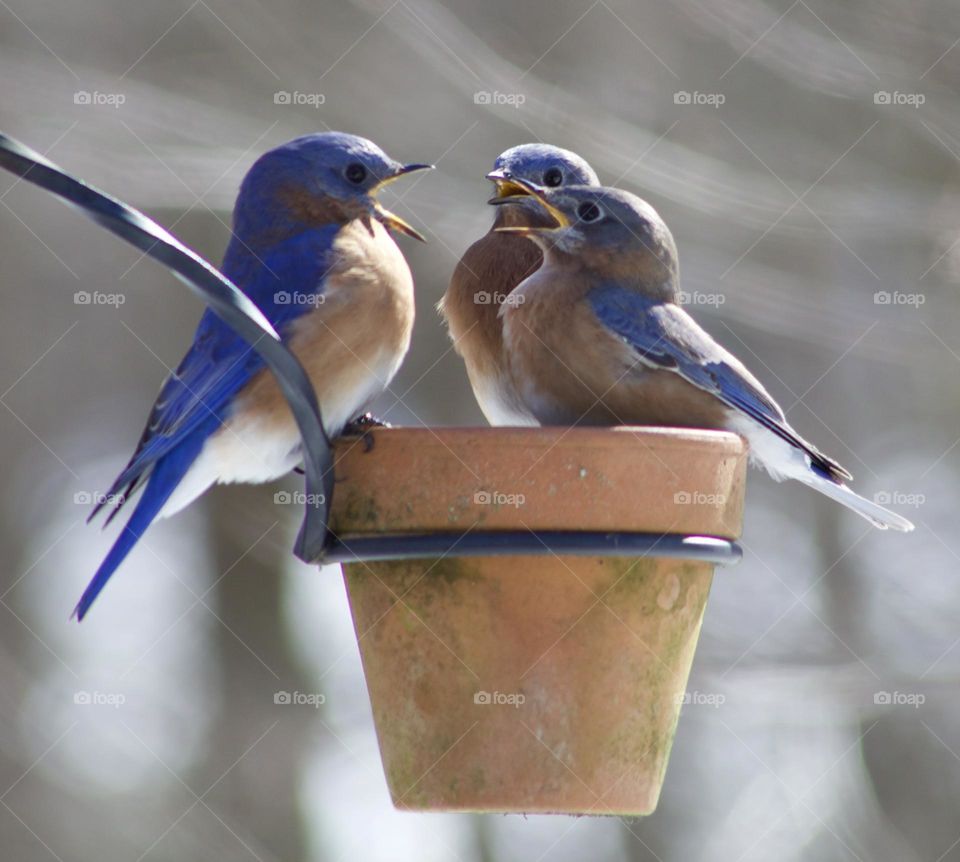 Surprising Eastern Blue Birds 