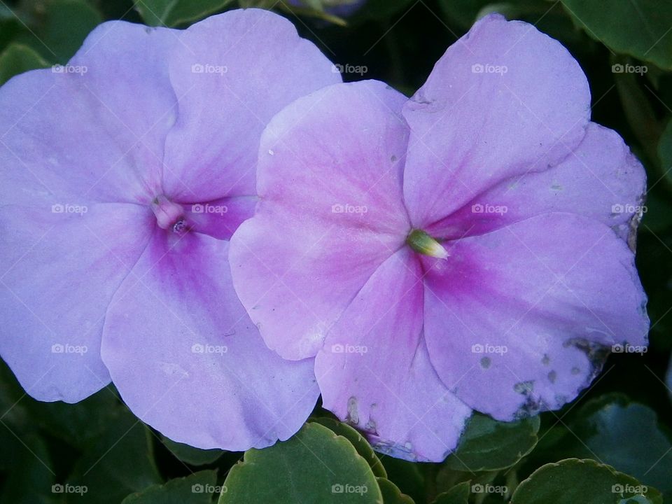 purple passion blossoms