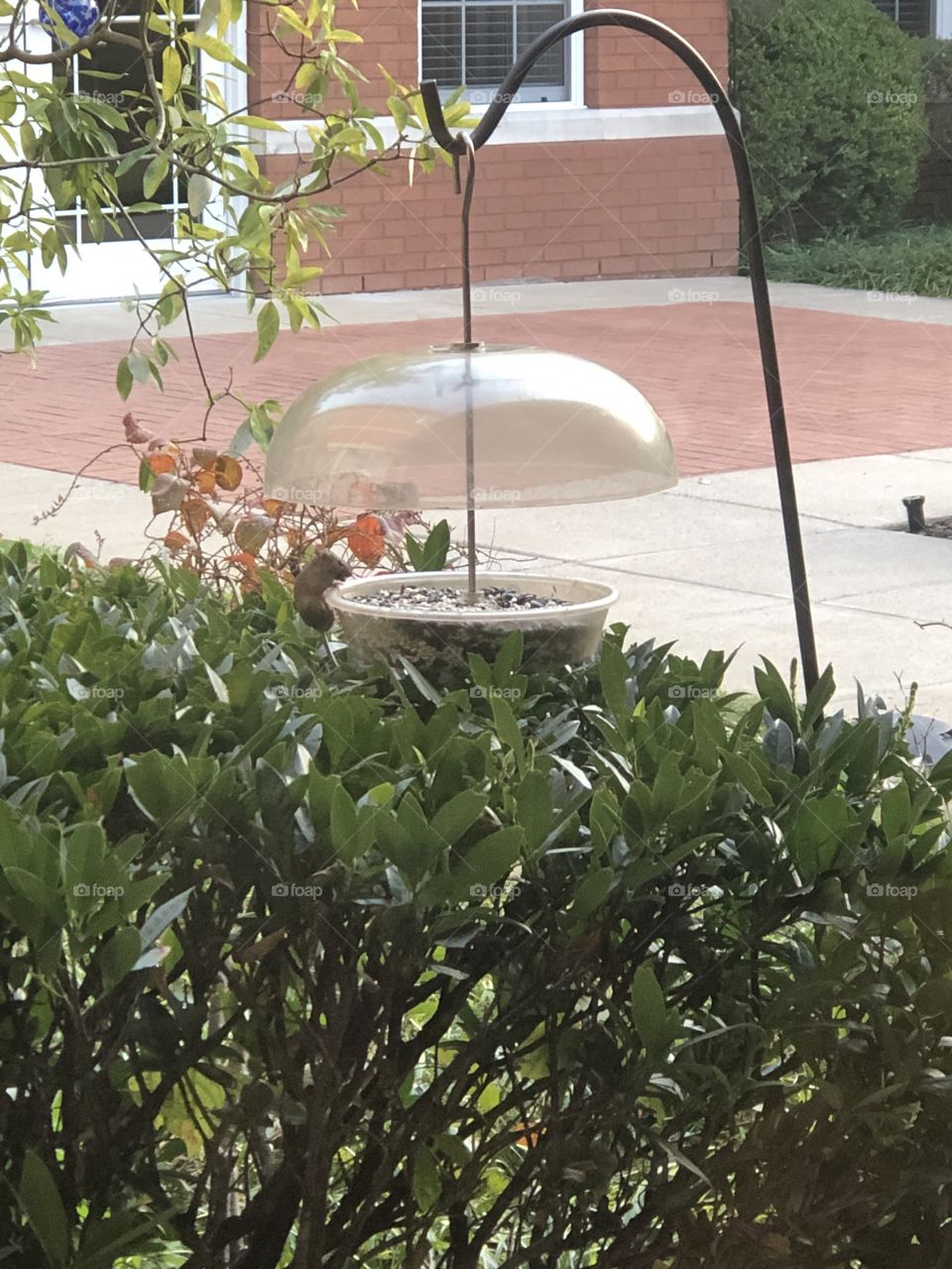 Mouse stealing bird seed 