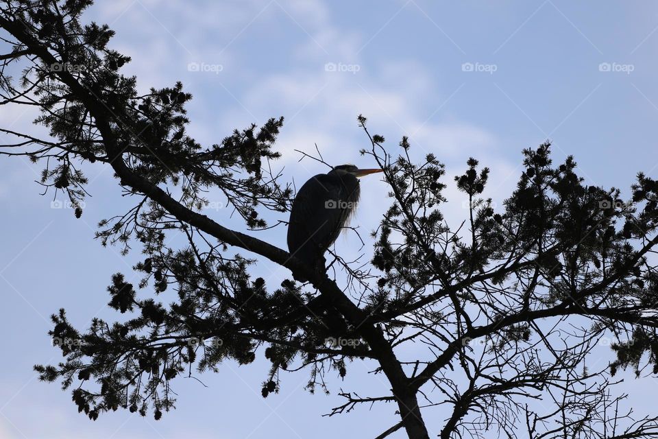 Heron on a tree top