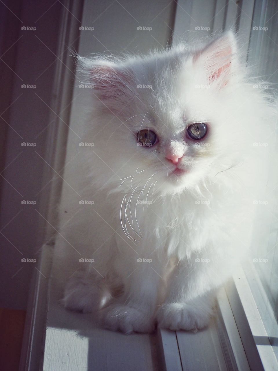 White Persian Kitten Standing in the Window