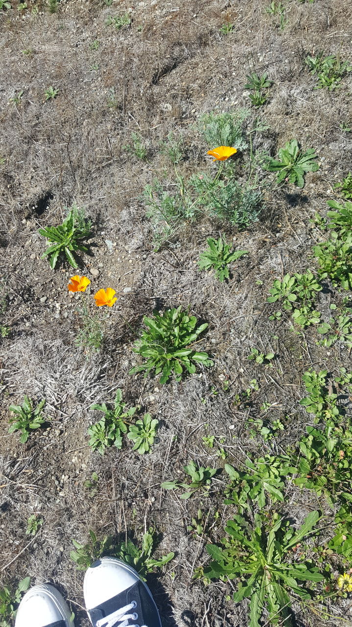 Top view of poppy flowers and my shoes