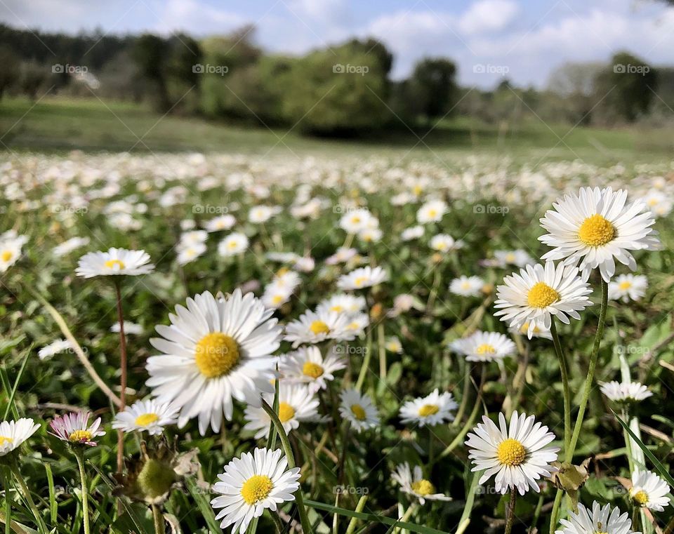 A meadows of daisies viewed at ground level with trees and blue sky in the background 