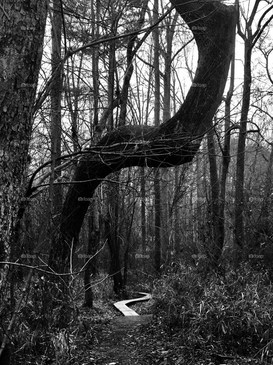 Black and white image of an old boarded path and what resembled a Native American signal tree