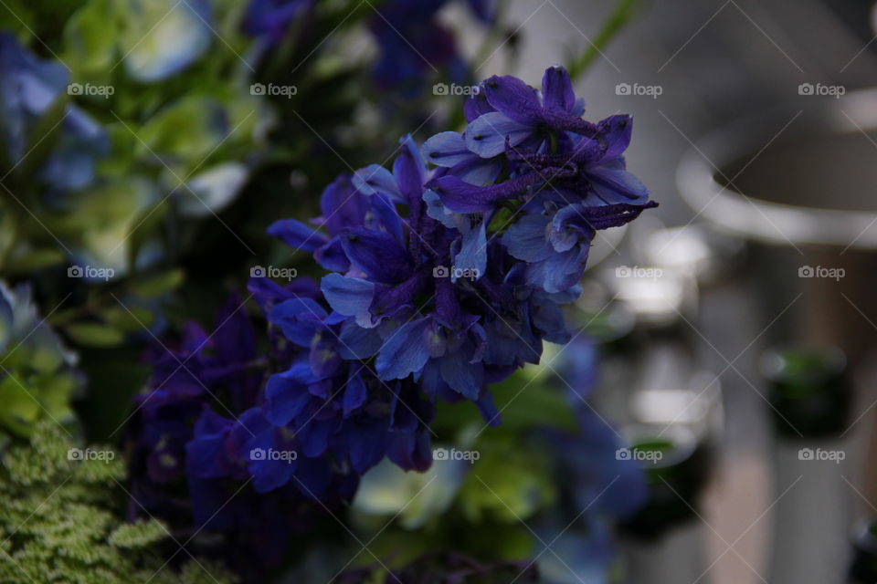 dark blue flower