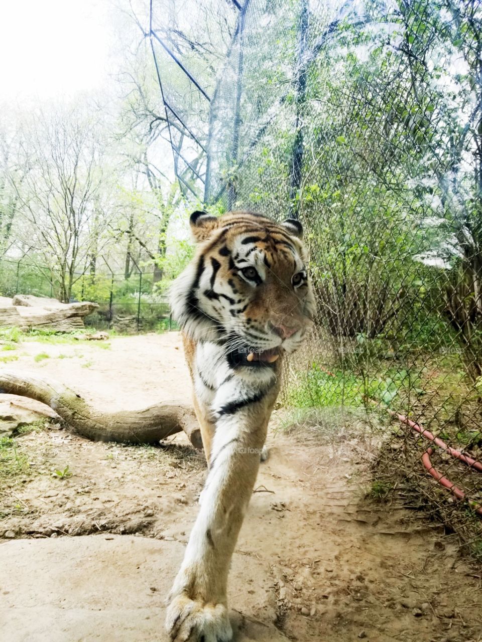 Odd perspective of a Bengal Tiger walking toward the viewer at Pittsburgh PPG Zoo & Aquarium