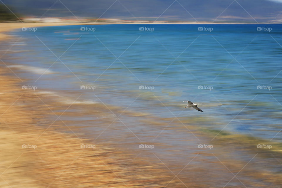 The bird flying above the blurred sea water and beach