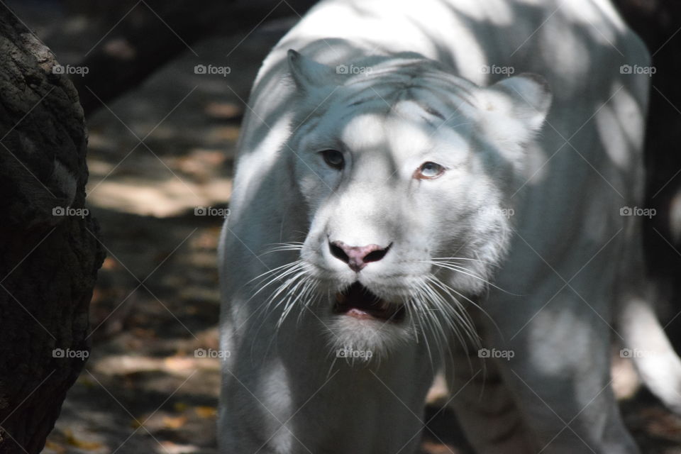 White Tiger
