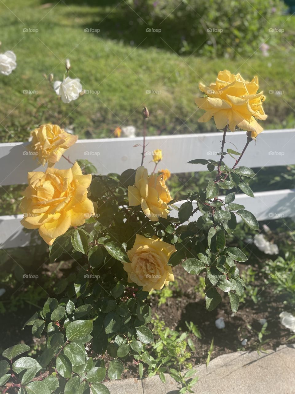 Yellow little farm house garden 