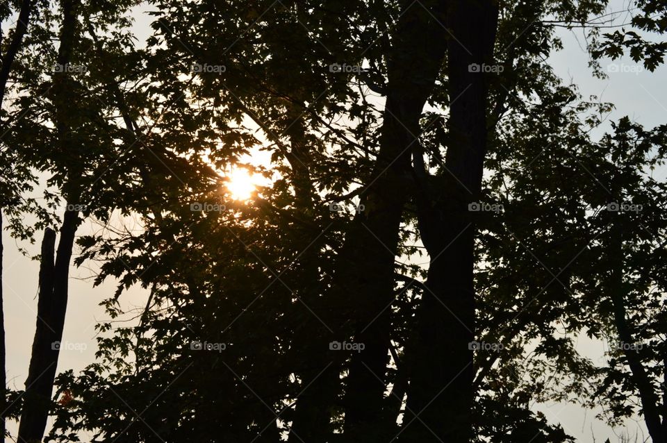 A peak of sun through the trees