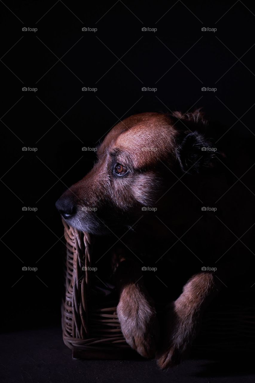 Moody portrait of dog against black background.