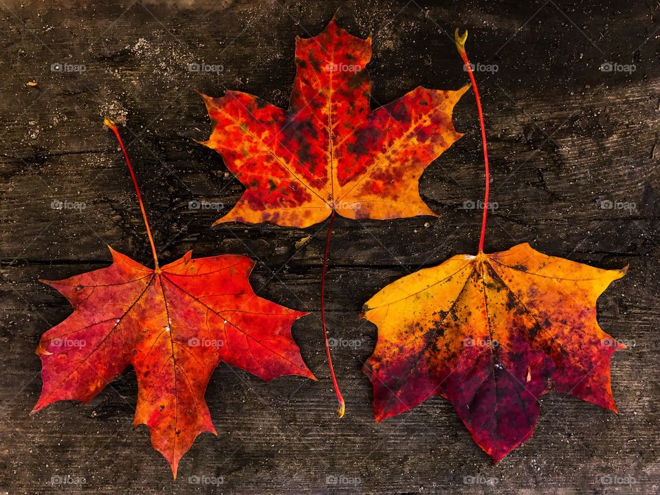 High angle view of maple leaves