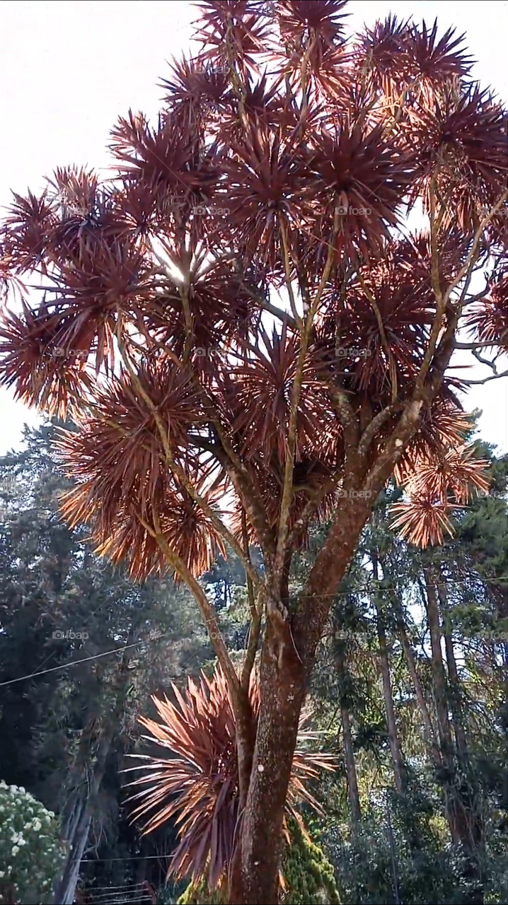 Dracaena marginata