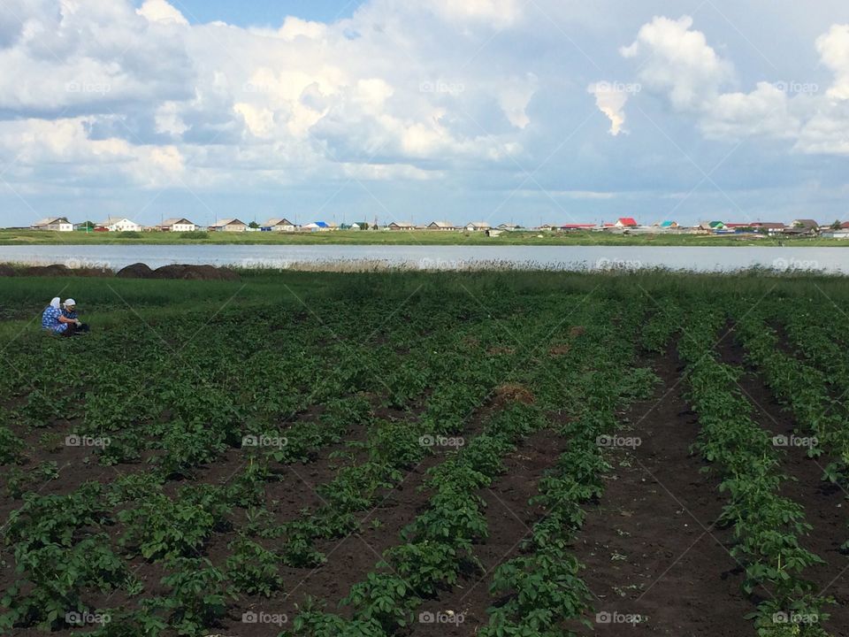 Russian farmers on the potato fields . Potato field, Siberian village, marvelous sky, 