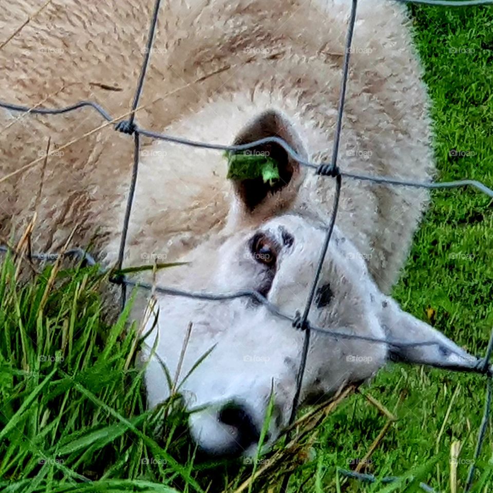 Sheep eats grass through fence