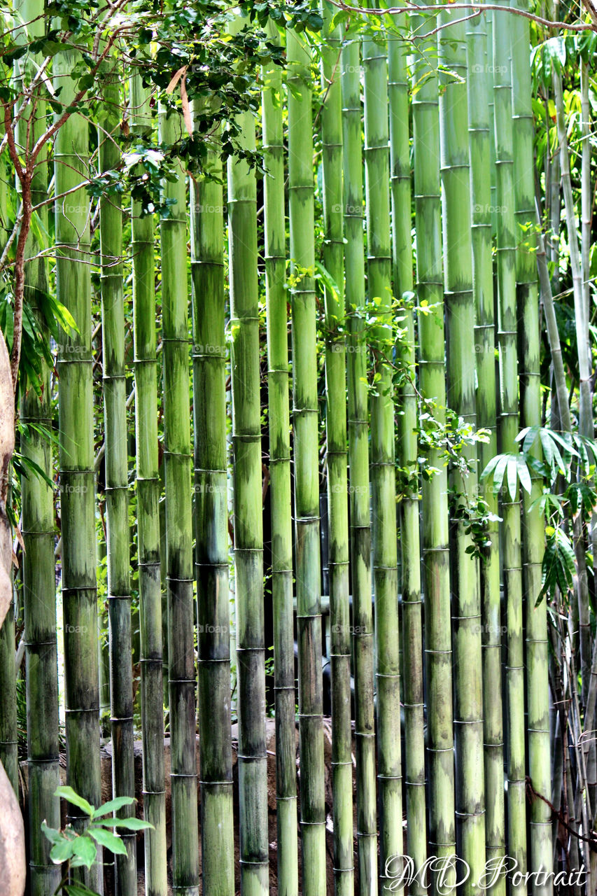 Bamboo