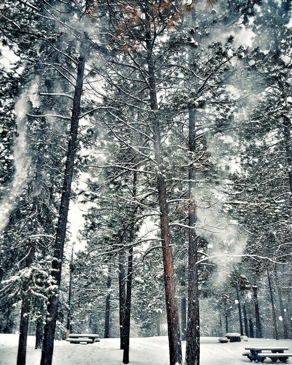 Canadian Winter Forest