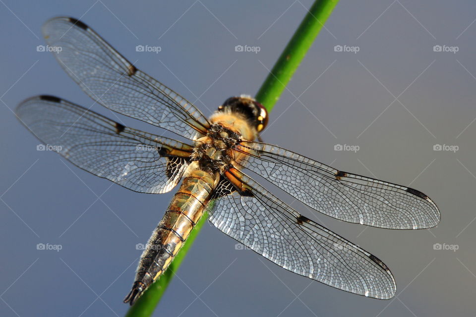 The dragonfly closeup