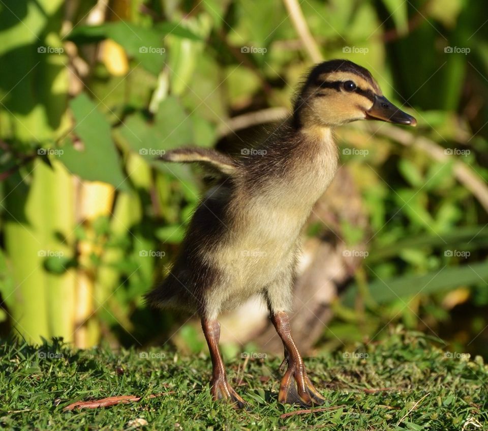 Duckling