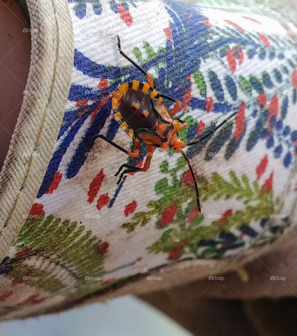 Little black and orange bug hanging out on a gardening glove with a blue, red, and green pattern on a white background.