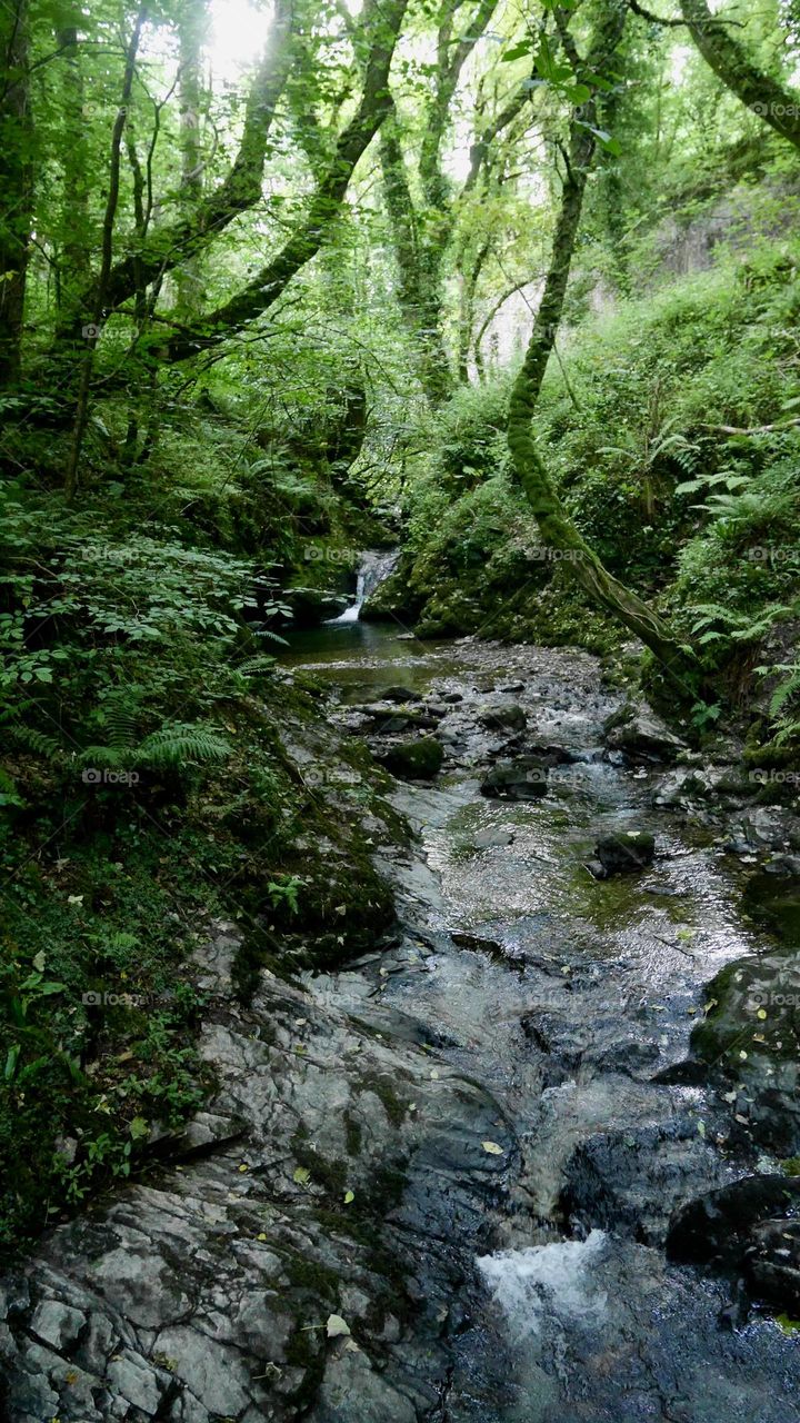 Water stream flows in the forest
