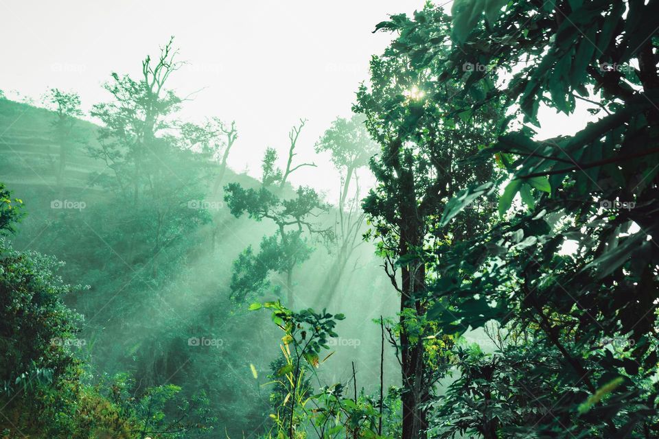 Rainforest and sunbeam at morning