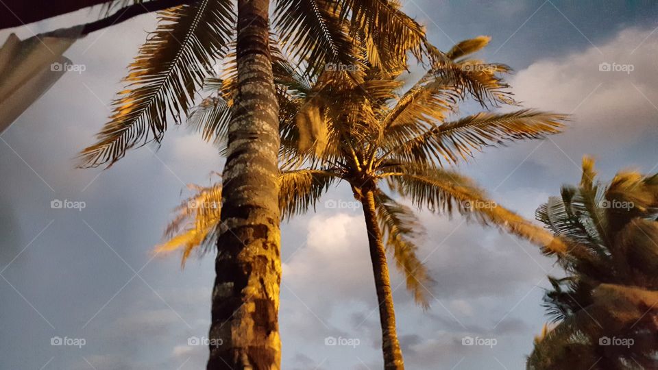 palm tree