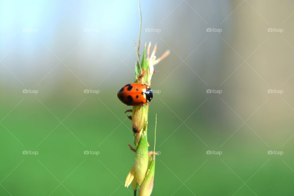 Ladybug