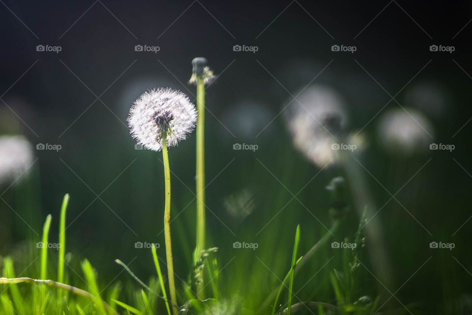 Dandelions in the sunset light