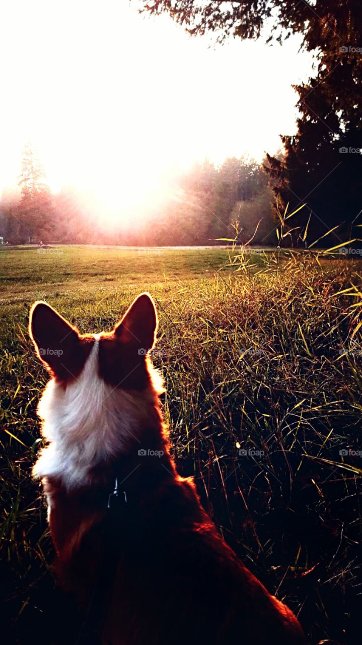 A corgi's view