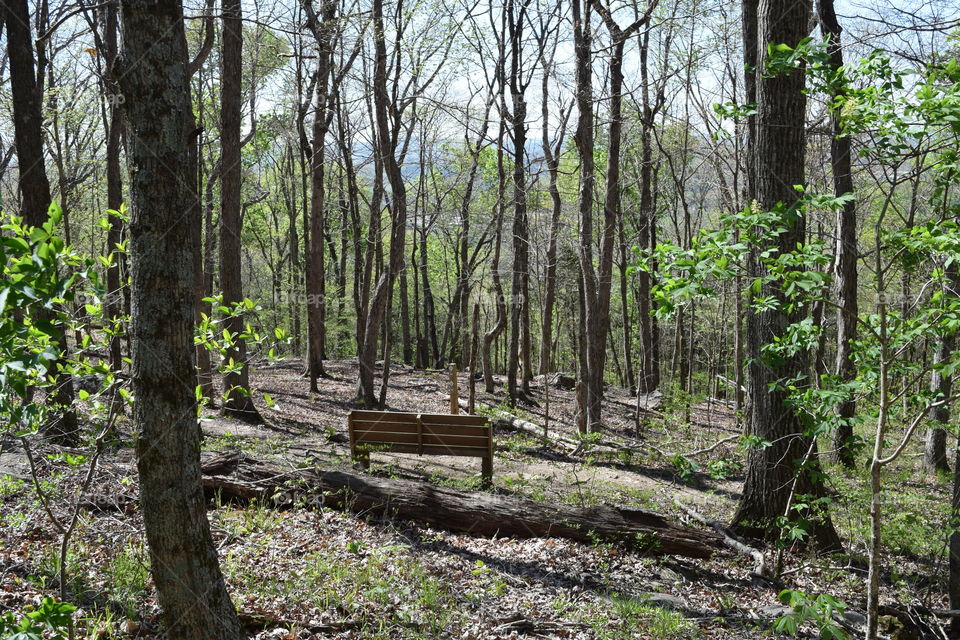 A bench in the forest