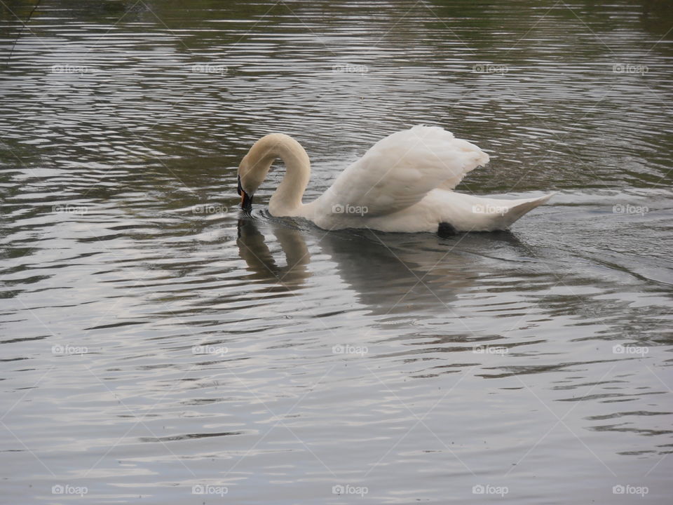 Swan Feeding