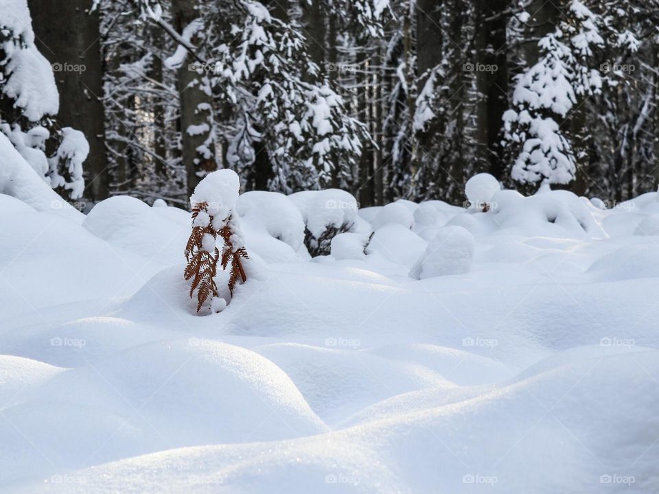 Beautiful wallpaper of a snowy forest with snowdrifts in the early morning, close-up side view.