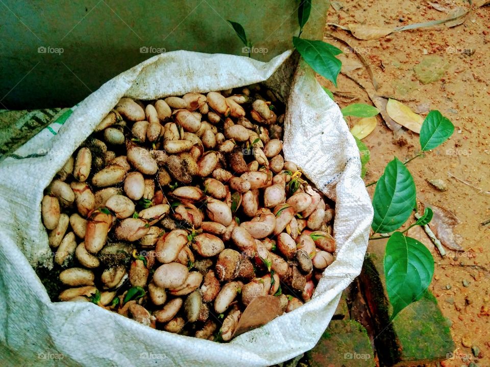 Jack fruit seed