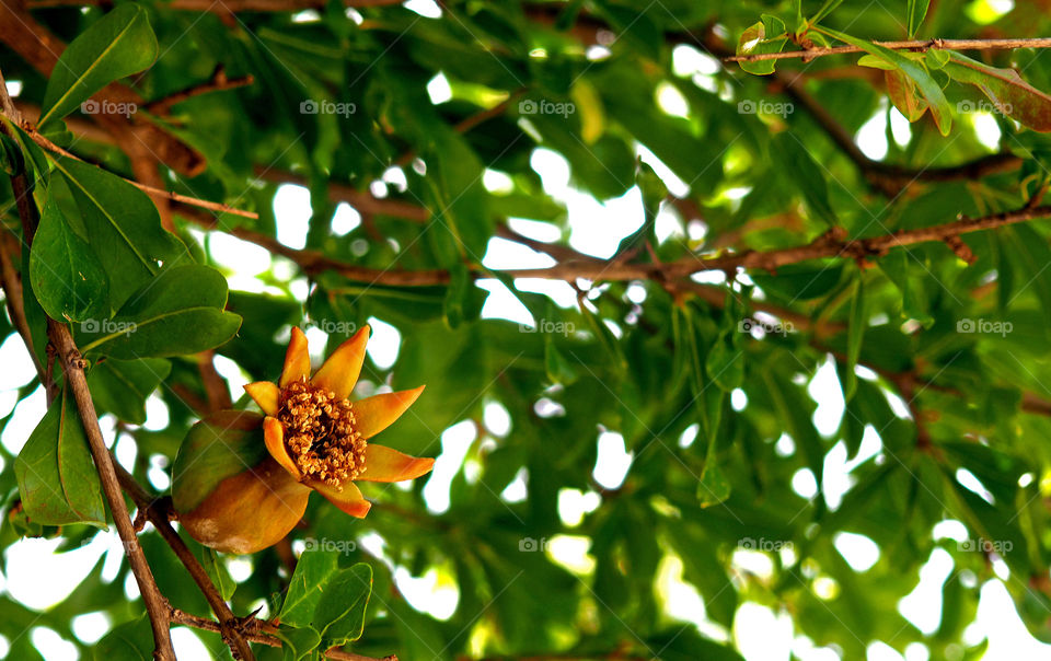 Pomegranate flowers blooming on trees