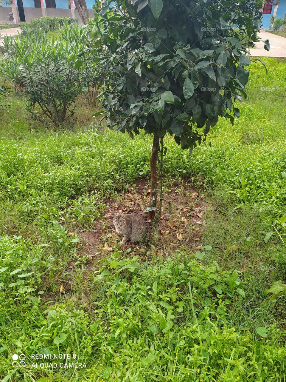beautiful cat with raining