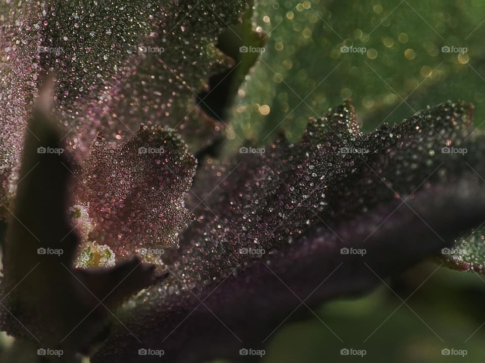 Macro photo of green grass growing in the garden