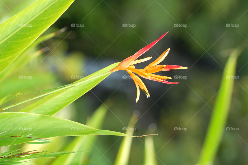 Bird of paradise