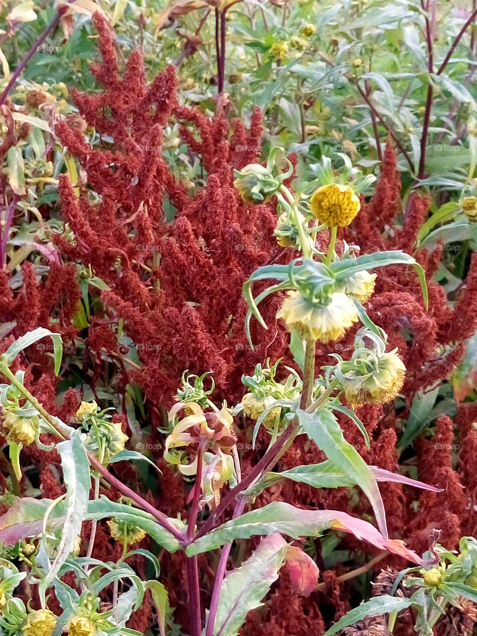 polish nature, late summer flowers at the field