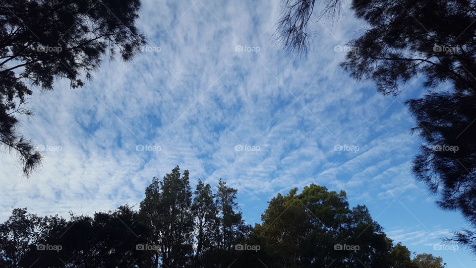 trees and sky