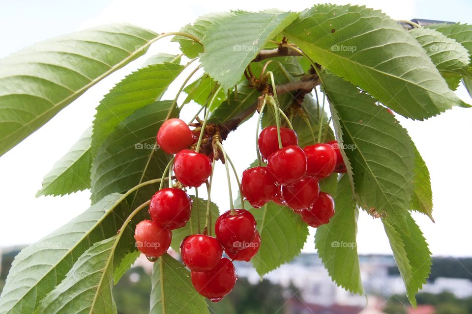 Close-up of red cherries