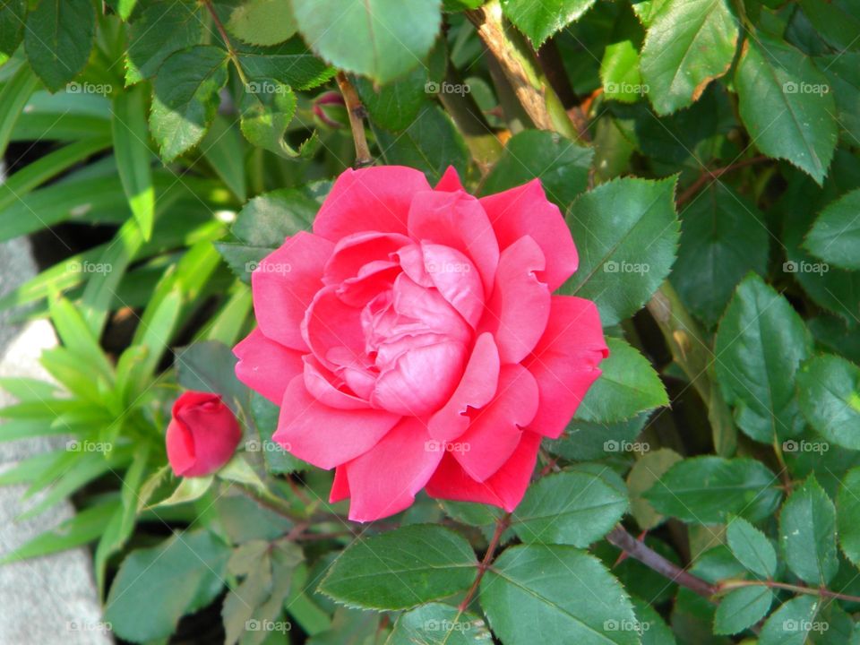 a rose. my dad's garden 
