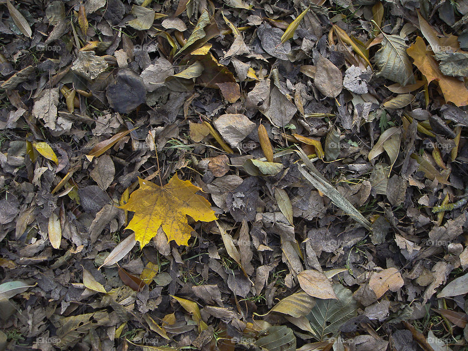 Single yellow maple leaf among other grey leaves on the ground