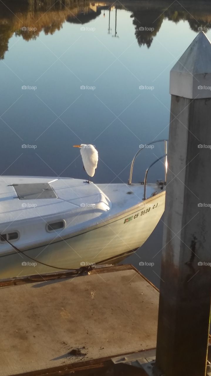Bird on a boat