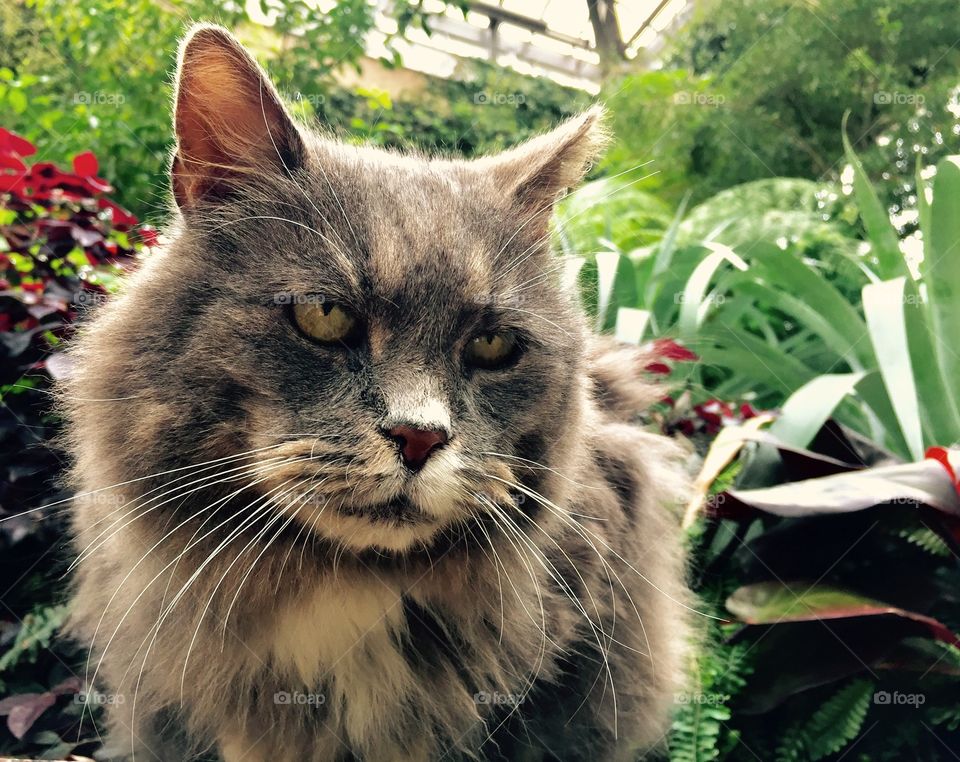 Fluffy Grey Garden Cat with confrontational look