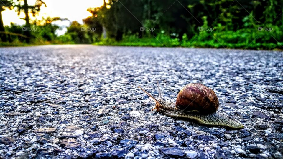 Slug on the road