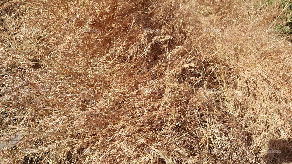 Elevated view of dry grass
